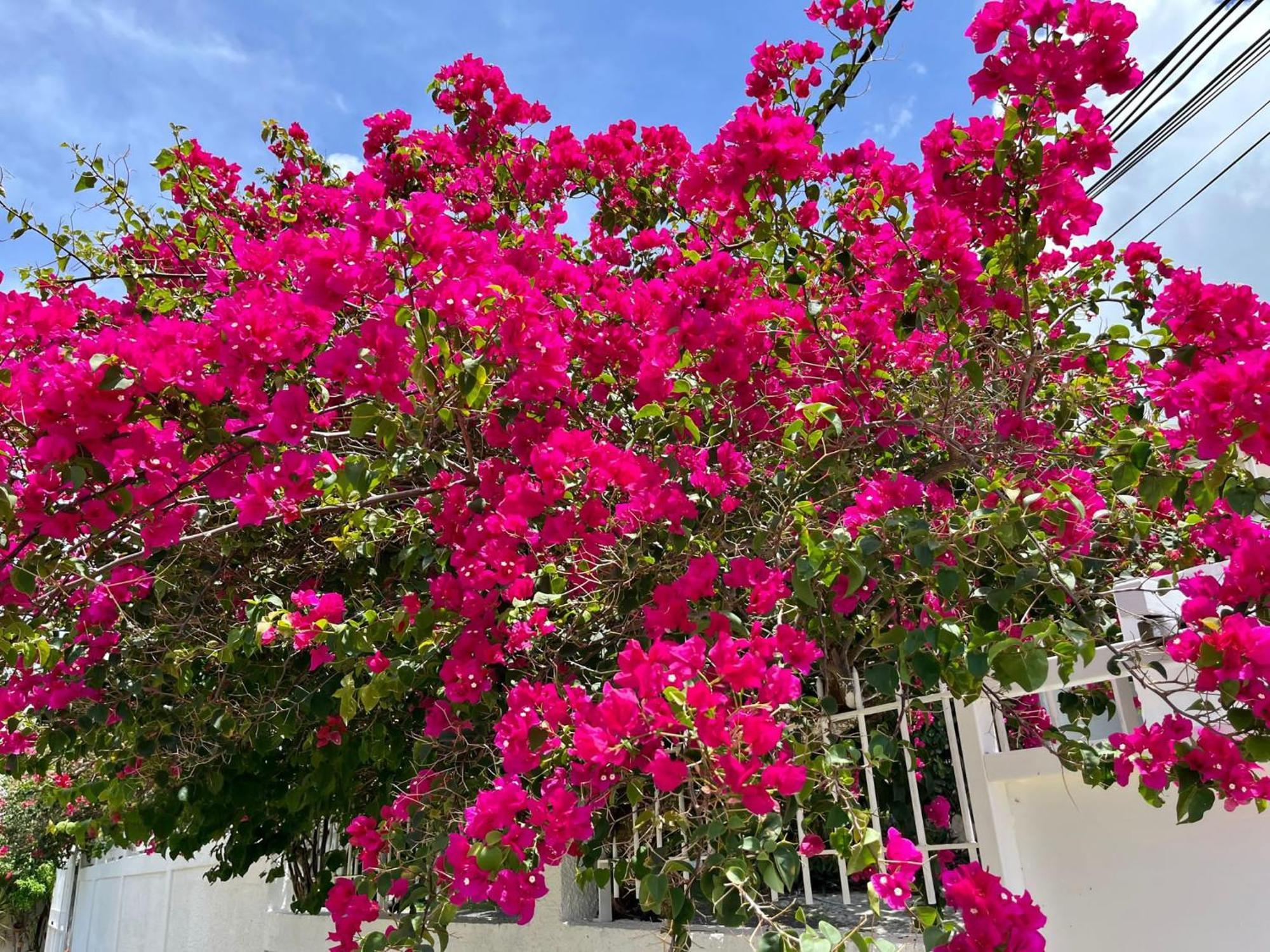 Les Villas Du Bambou - Villa Bambou Jusqu'A 6 Pers Le Gosier  Dış mekan fotoğraf